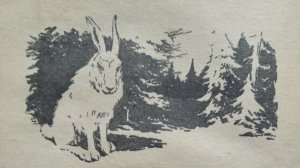 Зайцы. Н.А. Зворыкин (способы охоты, повадки зайцев)