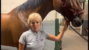 Конно-спортивный комплекс Maxima Park проверил  "ЭМ-Вита"  на эффективность для лошадей от аллергии