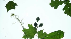 Волшебный лес