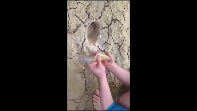 Видео от МЯУтаверс – как метавселенная, но с котами