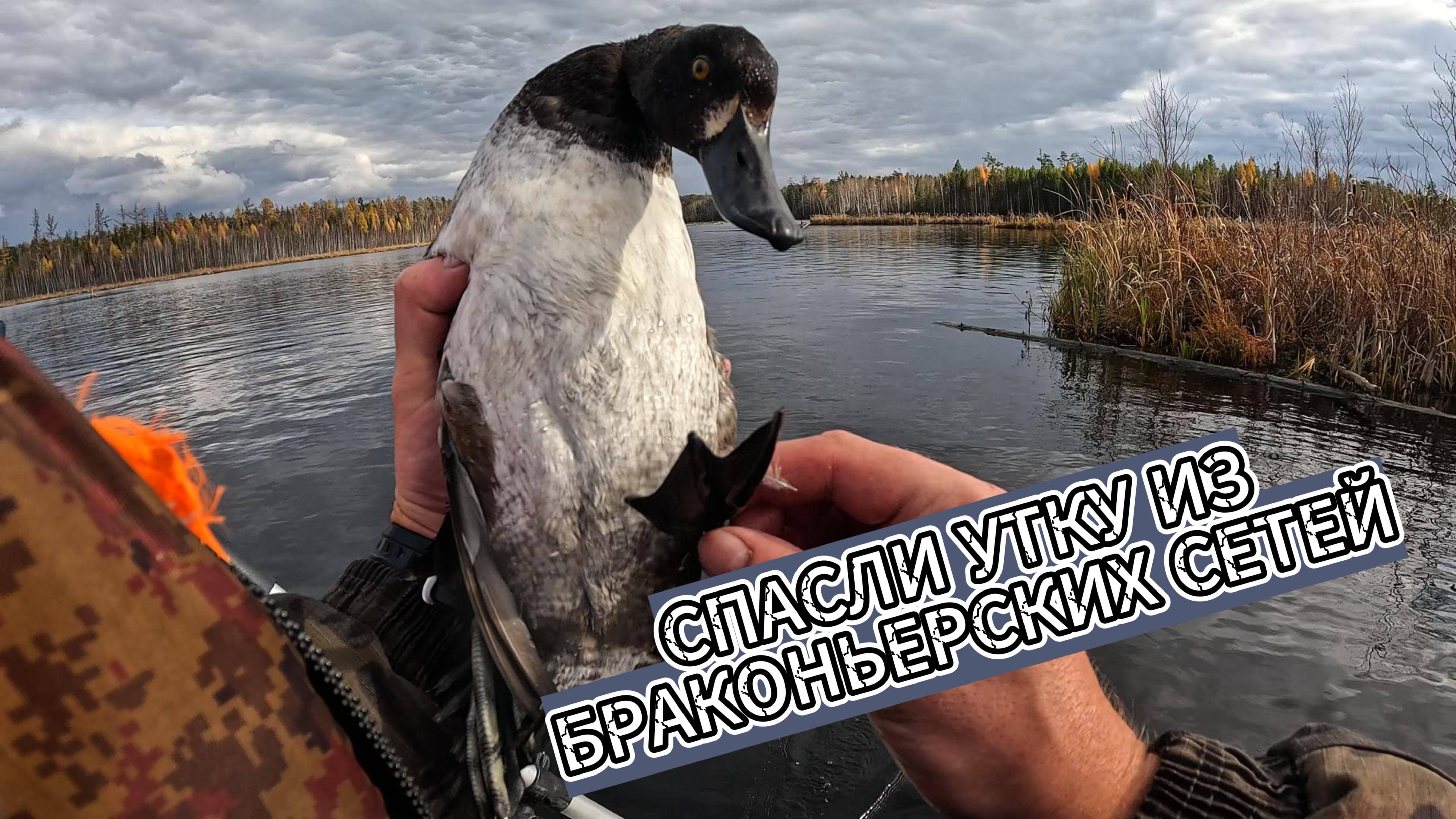 СПАСЛИ УТКУ из БРАКОНЬЕРСКИХ СЕТЕЙ / ЗАКРЫТИЕ сезона жидкой ВОДЫ