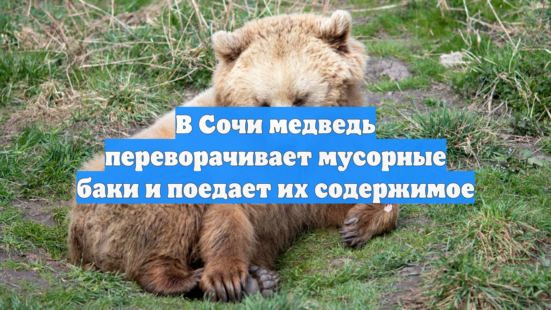 В Сочи медведь переворачивает мусорные баки и поедает их содержимое