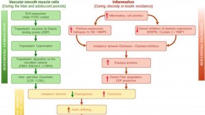 Диабет: Как "омолодить" сосуды? Небиволол и FOXO1 против ускоренного старения артерий!