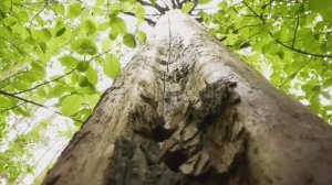 В Рудничном бору продолжаются мероприятия по оздоровлению леса