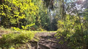 Река Оредеж. Осень 2025. Очень низкий уровень воды.