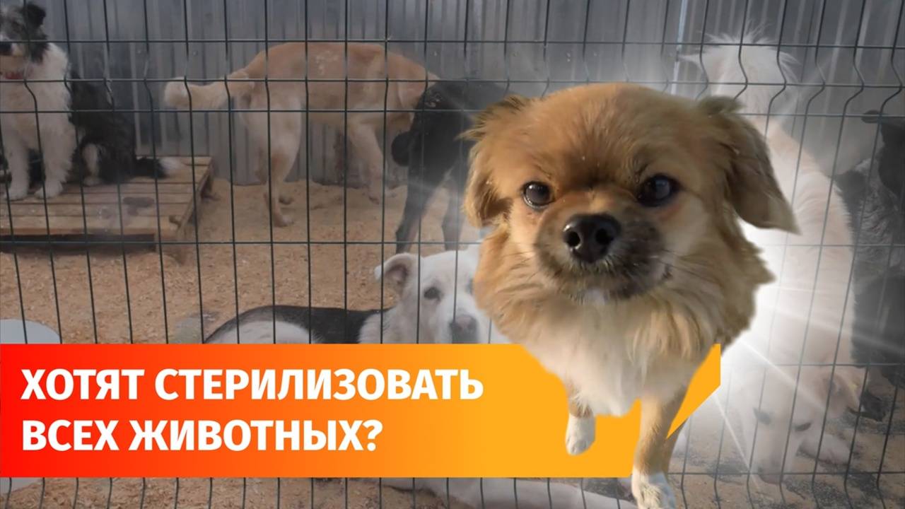 Депутаты Курултая вновь предложили ввести обязательную стерилизацию домашних животных