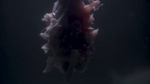 РЕАКЦИЯ ПИРАНИЙ НА ЧЕЛОВЕКА В АКВАРИУМЕ