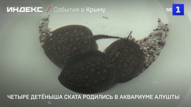 Четыре детёныша ската родились в аквариуме Алушты
