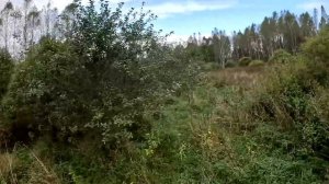 Потери в хозяйстве ... Маленькие потерялись . ХУТОР В ЛЕСУ №839