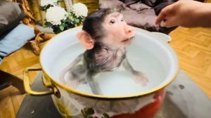 Анфиса купается, а вместо ванны у нее прелестная кастрюлька с маками)))