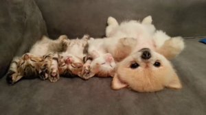 ПРИКОЛЫ С ЖИВОТНЫМИ ДО СЛЕЗ #222 Смешные КОТЫ И СОБАКИ  Приколы
