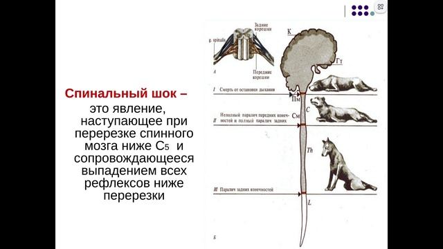 ЦНС (2)