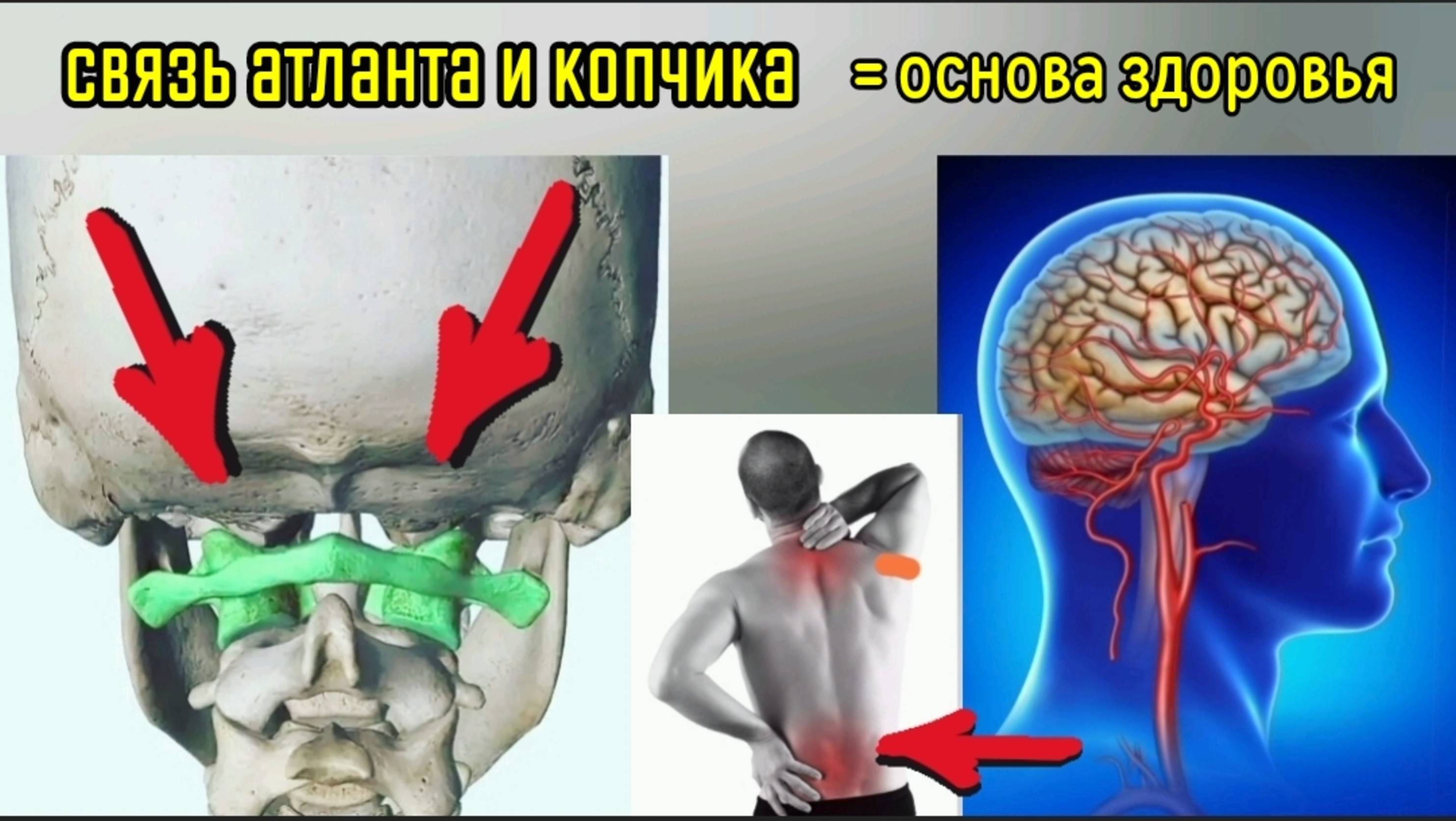 Нарушение связи (атлант + копчик) = деградация спины и шеи. Упражнения