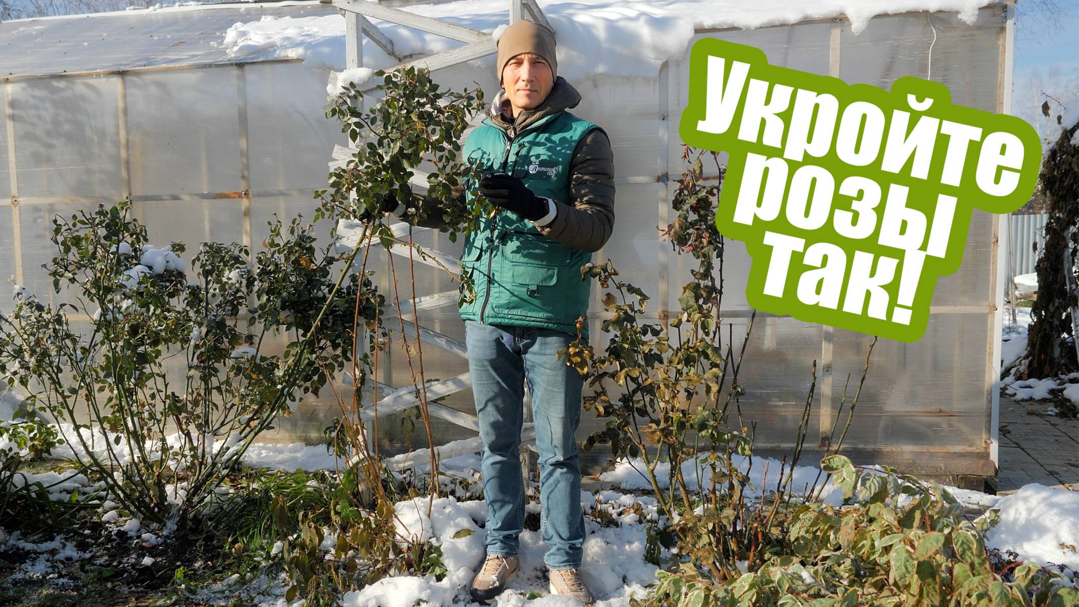 Как правильно укрыть розы на зиму?