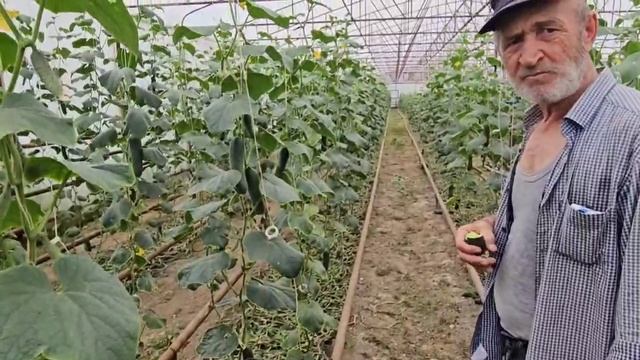 Применение Starteco на огурцах в Республике Дагестан, Левашинский р-н