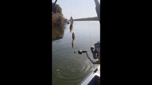 мултаново астраханская обл.