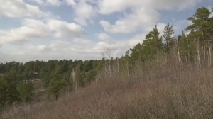 Специалисты приступили к санитарной рубке повреждённых пожаром деревьев в Рудничном бору