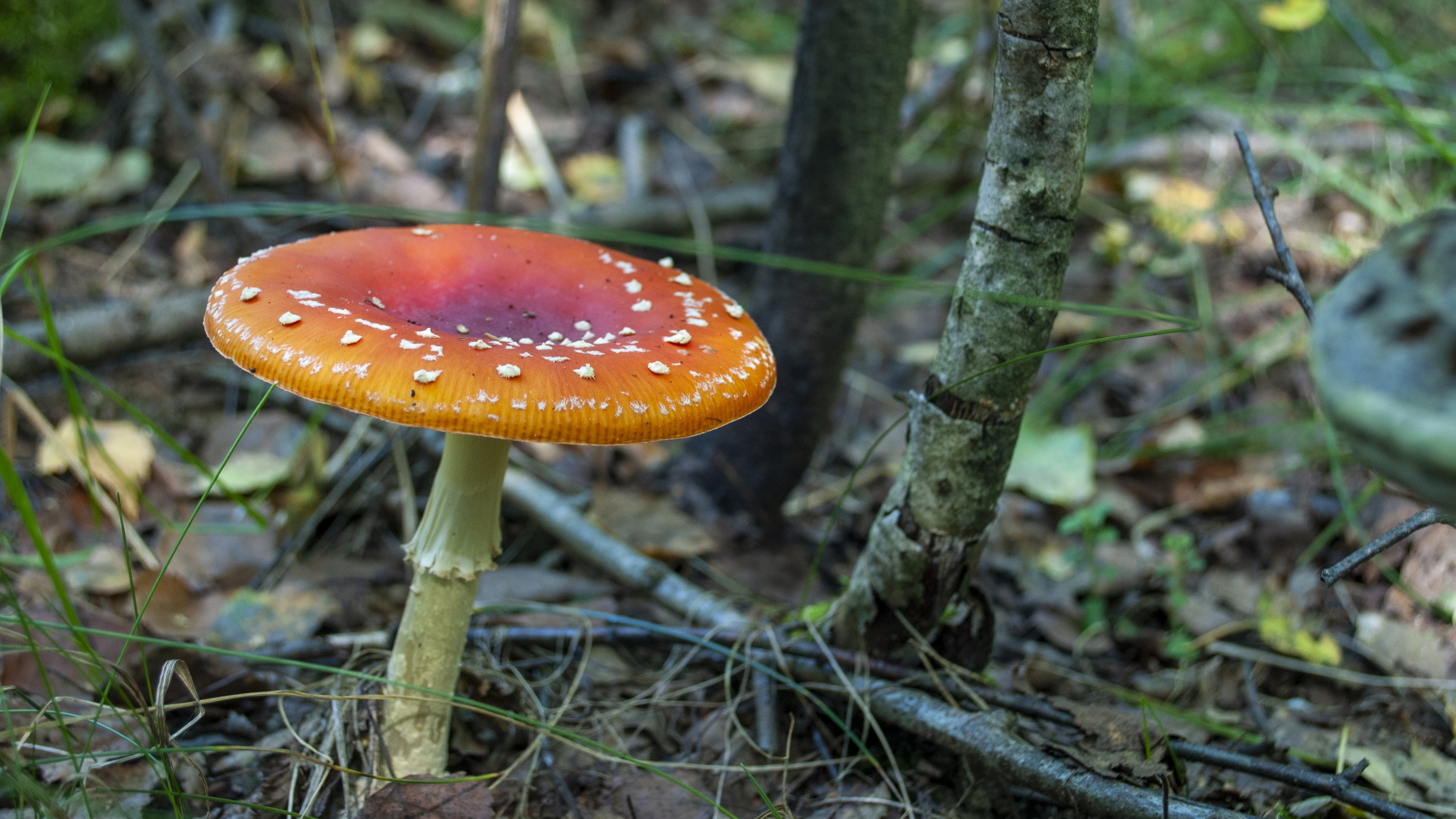 В лесу хорошо в любое время года