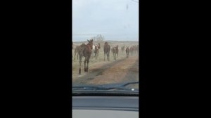 Встретились случайно на проселочной дороге.Такого у меня еще не было, хочу поделиться