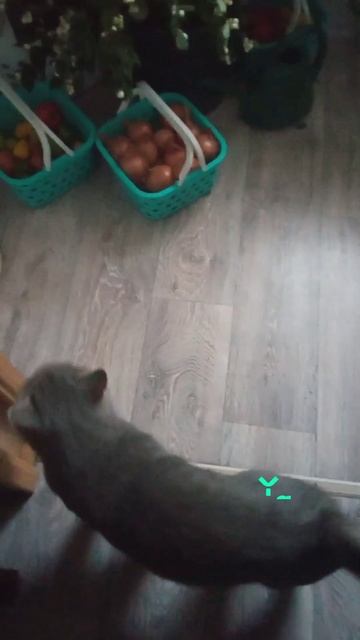yappy_download_efd7f92e699d4a11931c1c04bbd88ed4.mp4