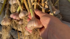 Расскажу что я добавляю в лунки при посадке чеснока