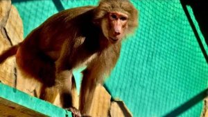 ДОЖДАЛИСЬ! Гамадрила Лиду подсадили к красавцу мужу, но она решила что в этом вольере будет главной