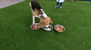 ЧТО ВЫБЕРЕТ СОБАКА, 100 МАЛЕНЬКИХ КОСТЕЙ ИЛИ 1 ОГРОМНУЮ?