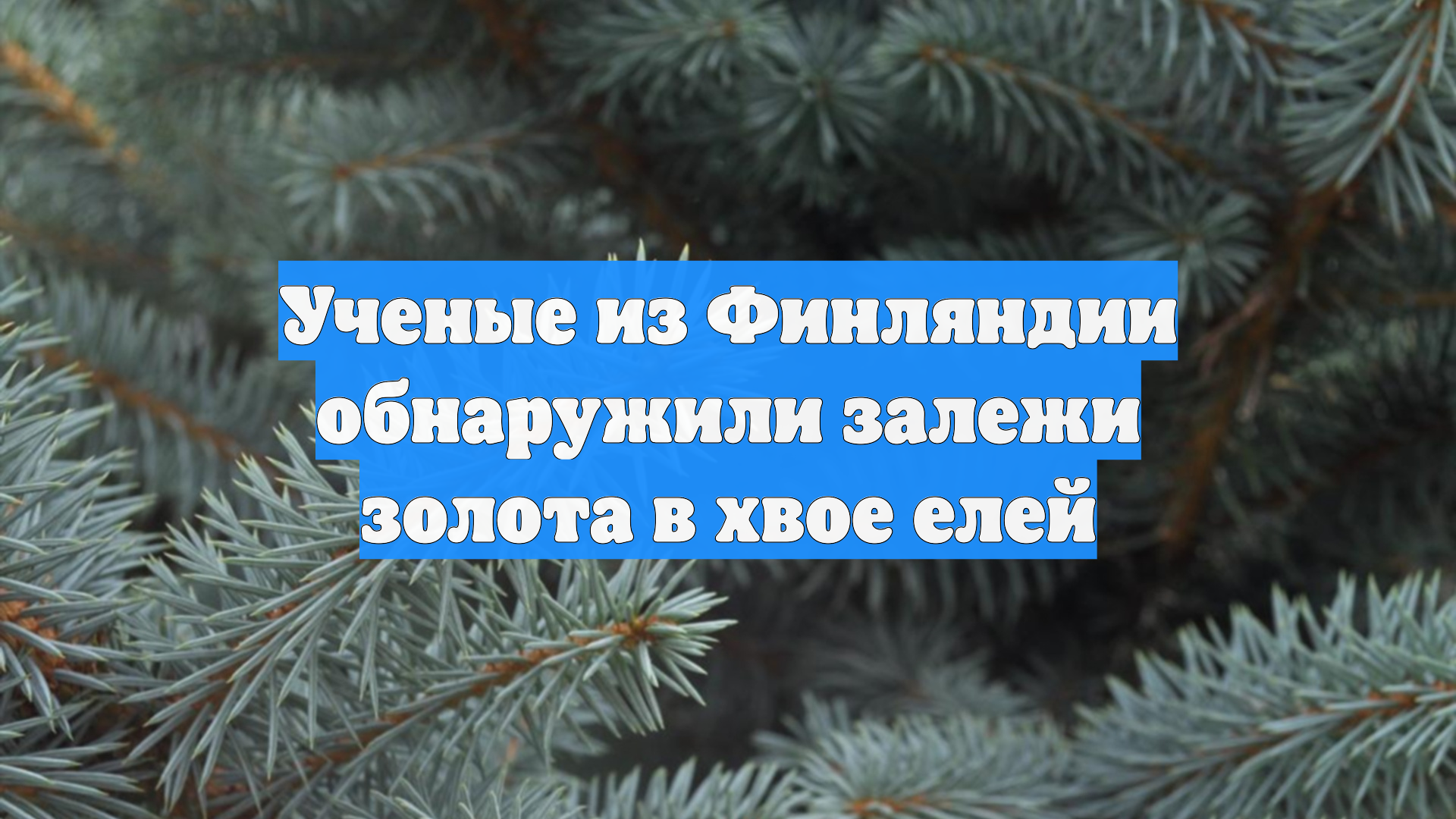 Ученые из Финляндии обнаружили залежи золота в хвое елей