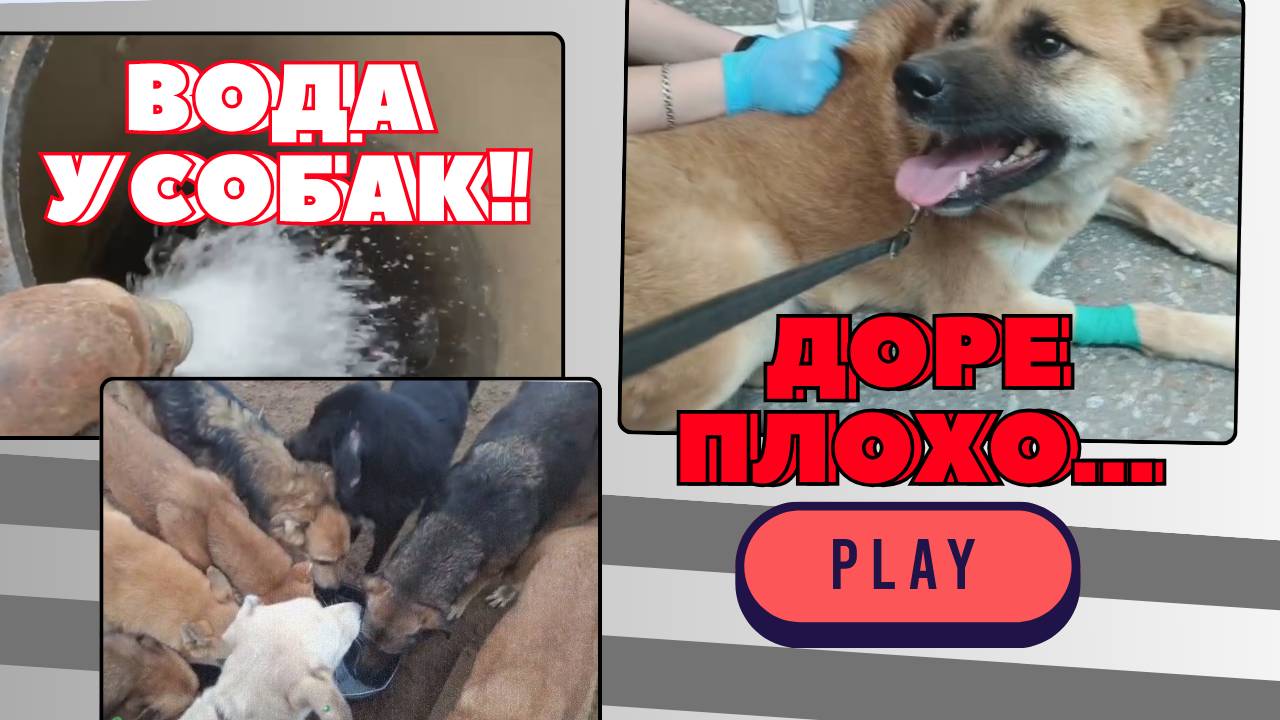 Собаки наконец-то с водой! Нашей Доре плохо...