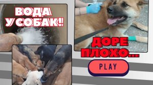 Собаки наконец-то с водой! Нашей Доре плохо...