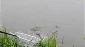 Светлые Горы Щука 10.10.2025г .