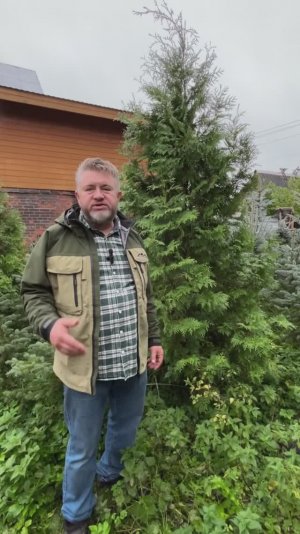 В чем различие туи Брабант от Смарагд?