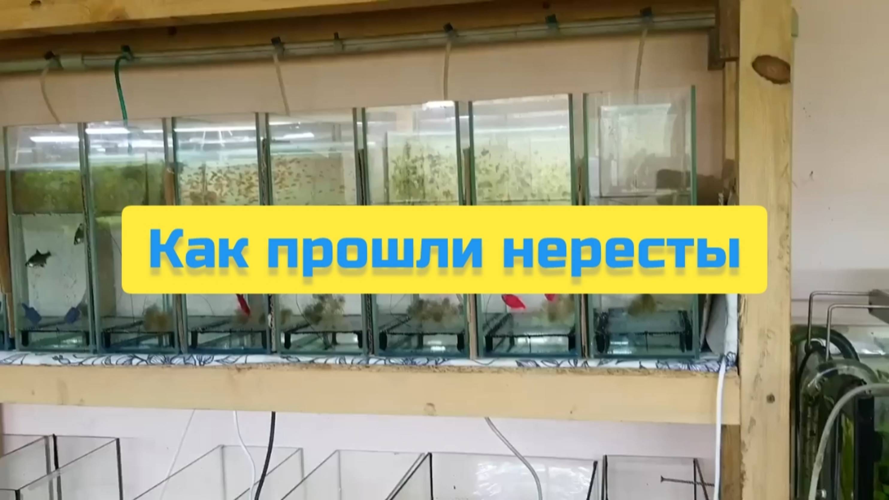 КАК ПРОШЛИ НЕРЕСТЫ