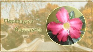 Пересадка адениума №21