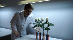 В ЗЕЛЕНЫЙ ИЛИ ГОЛУБОЙ ЦВЕТ ОКРАСИТСЯ ЖЕЛТАЯ РОЗА, ПЬЮЩАЯ СИНЮЮ ВОДУ?