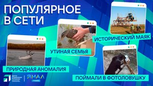 "Ямал-Медиа" продолжает обозревать популярные видео в интернете