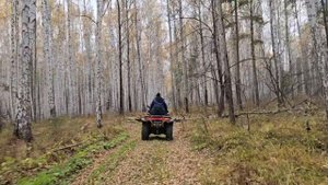 Квадро Zforce Катули Осень Октябрь 2025