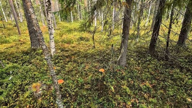 Как мы грузди искали