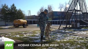 Служебная собака-пенсионер ищет новую семью. Нижневартовск