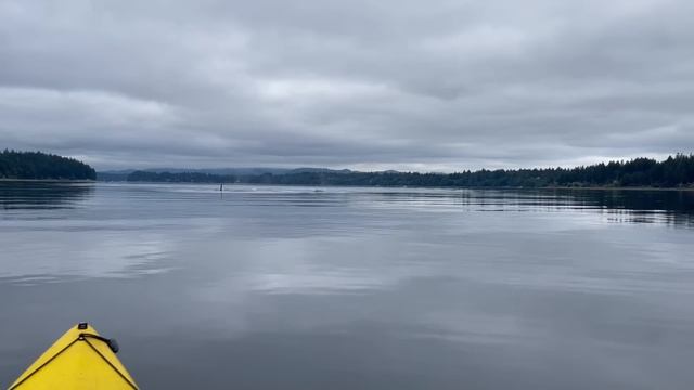 Orca Encounter On Kayak
