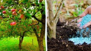 УХОД ЗА ЯБЛОНЕЙ ОСЕНЬЮ 🍁 🍎