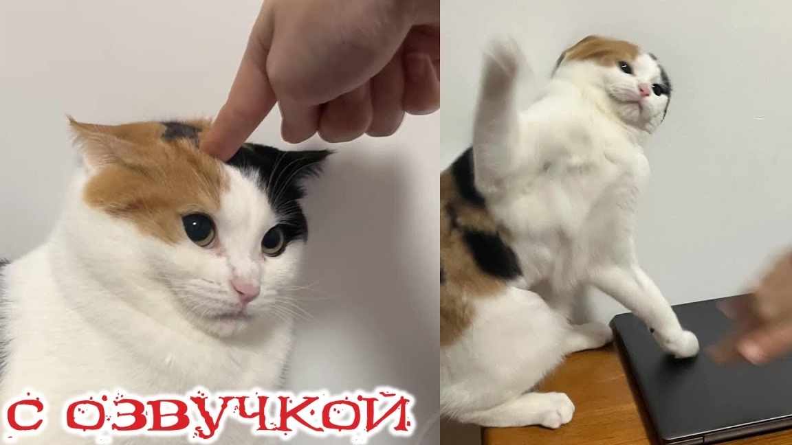 Приколы с котами! С ОЗВУЧКОЙ! Смешные коты! Самые смешные животные! 2025!!!
