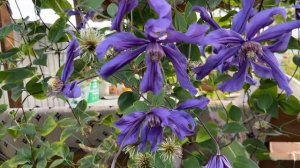 Клематис фиолетовый. Радует своим цветение почти 2 месяца