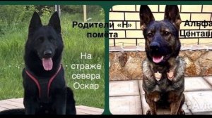 Щенки овчарки на продажу