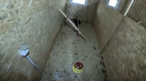 Мелкому стало плохо ... ХУТОР В ЛЕСУ №837