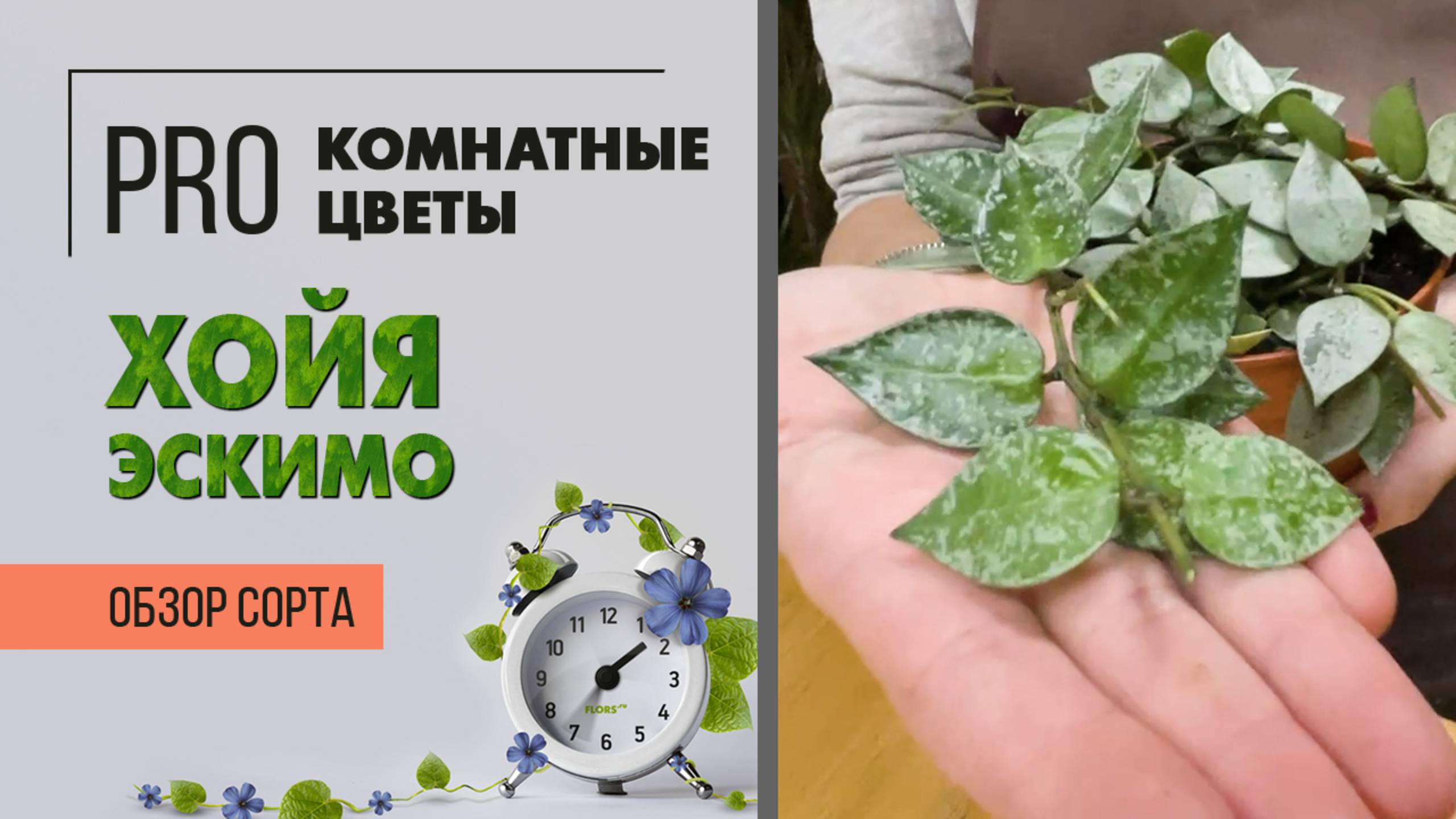 Хойя Эскимо. Обзор сорта. Интересное комнатное растение с изящными листьями.