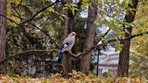 КИСЛОВОДСК ДЕНЬ 31,ПУТЕШЕСТВИЕ НА МАШИНЕ РОССИЯ-ГРУЗИЯ-ТУРЦИЯ