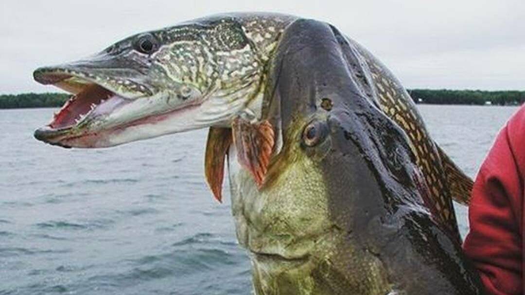 Гигантские щуки монстры вывихивают руки и ломают позвоночники