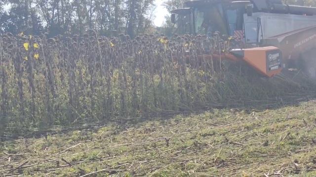 безрядковая жатка и рубящий каток