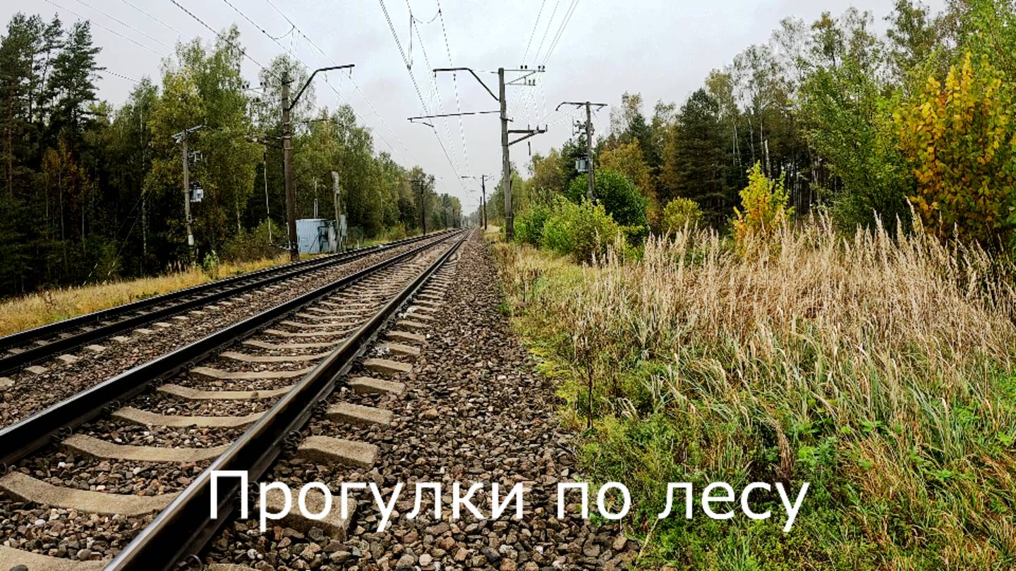 Прогулки по лесу.  В сторону железной дороги, где вырубали лес.